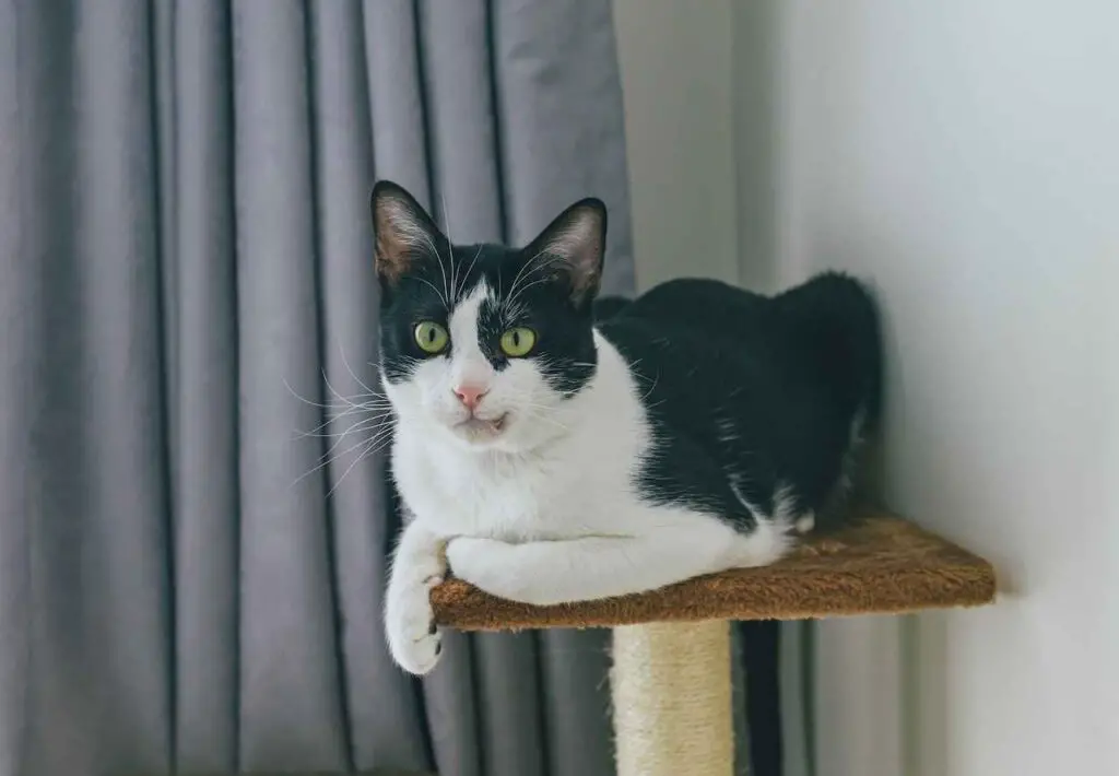 black and white bi-colour cat is sitting on cat tree platform