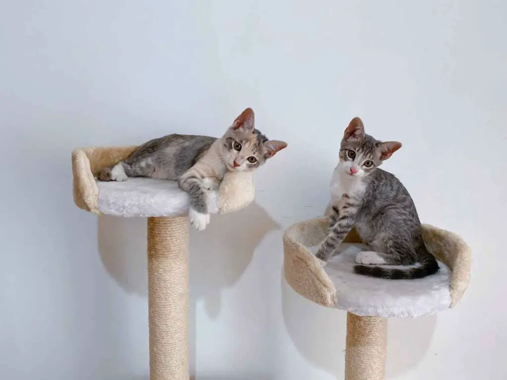 this image shows two tabby and white kittens sitting on cat trees 