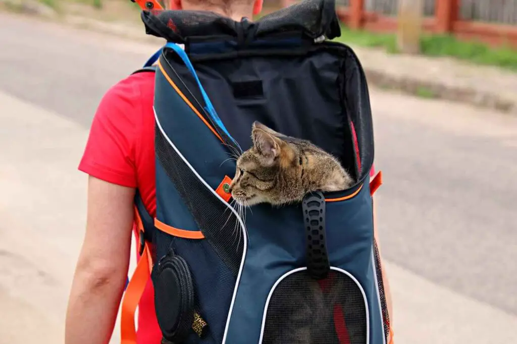 a man walking with a cat in his backpack