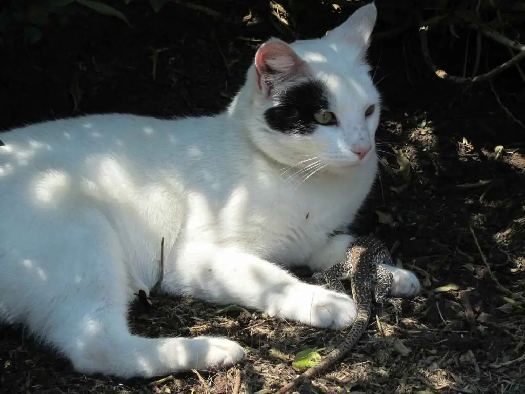 A white and black cat sitting in the onn the ground and a poisonous lizard is crawling of her legs.