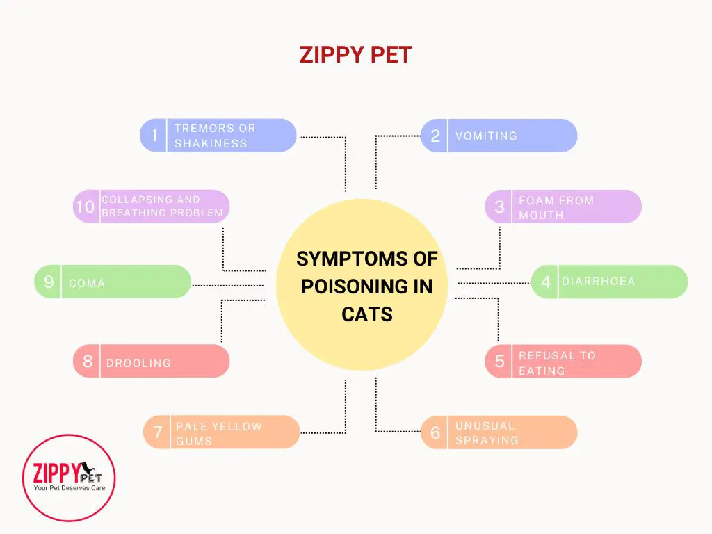this flowchart shows the symptomms of toxicity or poisoning in cats