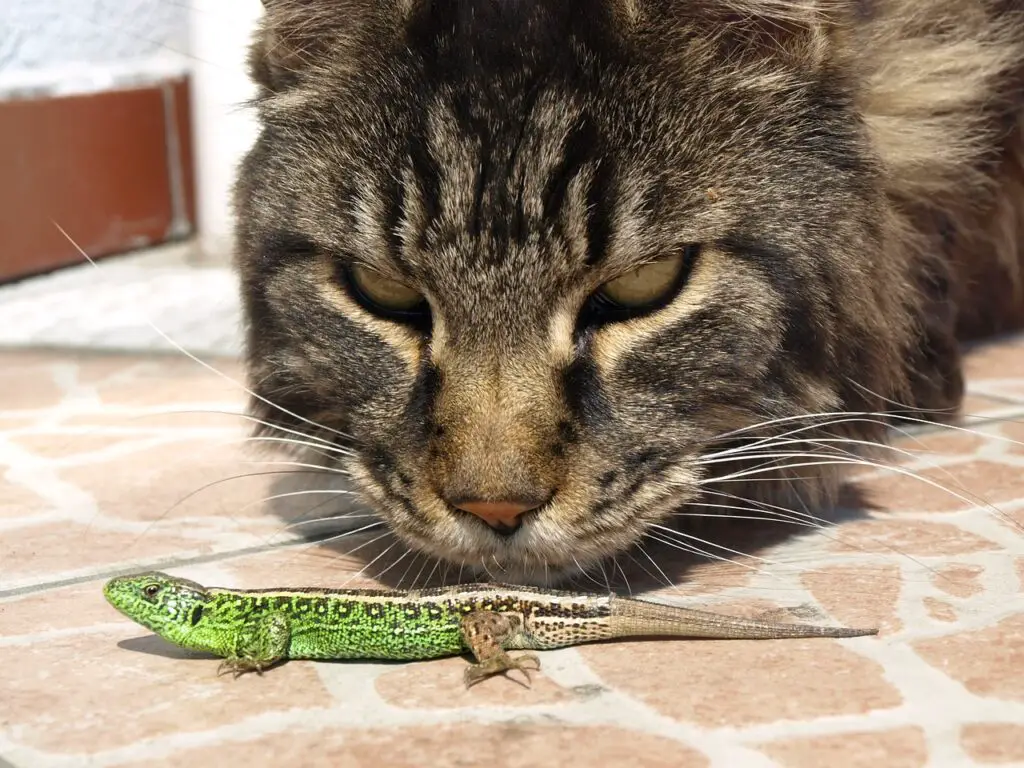  This-image-shows-the-close-up-of-a-cat-looking-closely-at-the-green-lizard-passing-in-front-of-her