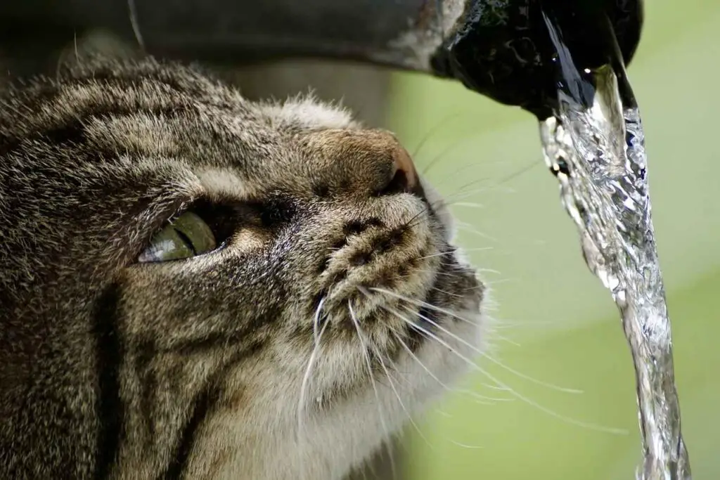 a cat drinking running water from a tap