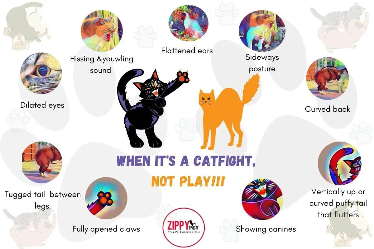 How to Stop a Cat Fight? Causes,Solutions and Preventions