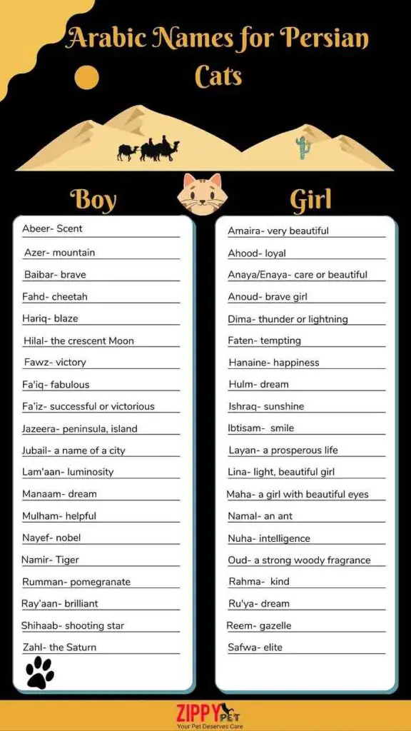 Persian Cat Names For Male And Female Cats