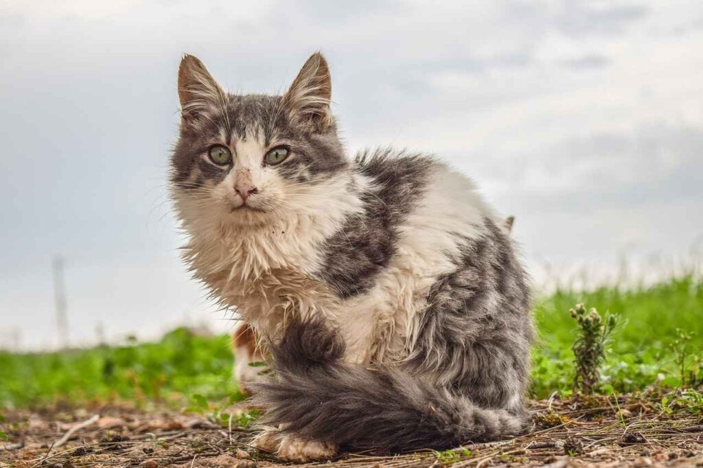 Grey and white feral kitten in a poor condition sitting on the ground