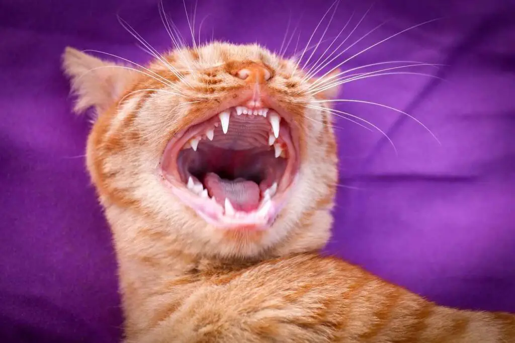This image shows an orange tabby cat showing his teeth