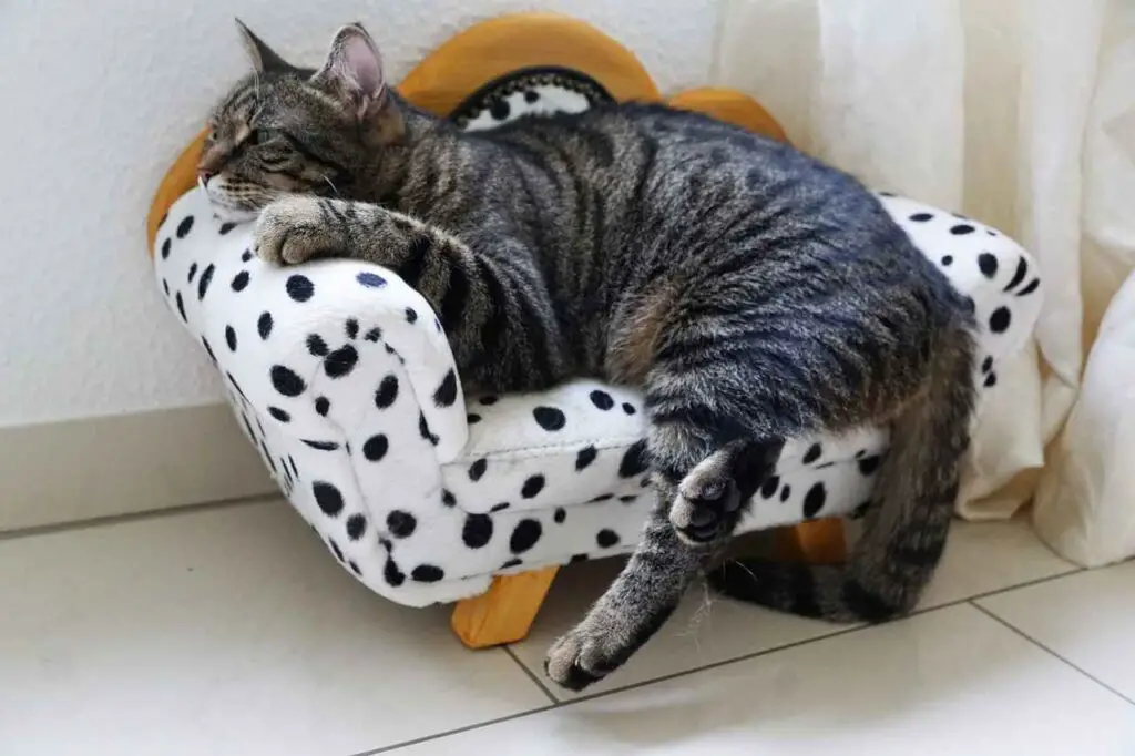 this image shows a tabby cat sleeping on a couch