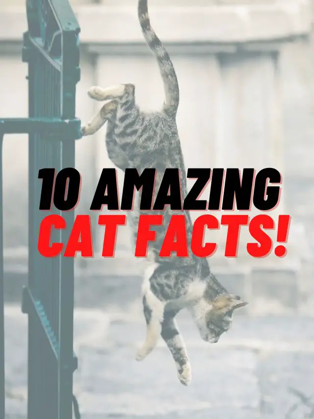 10 Amazing Cat Facts!!!