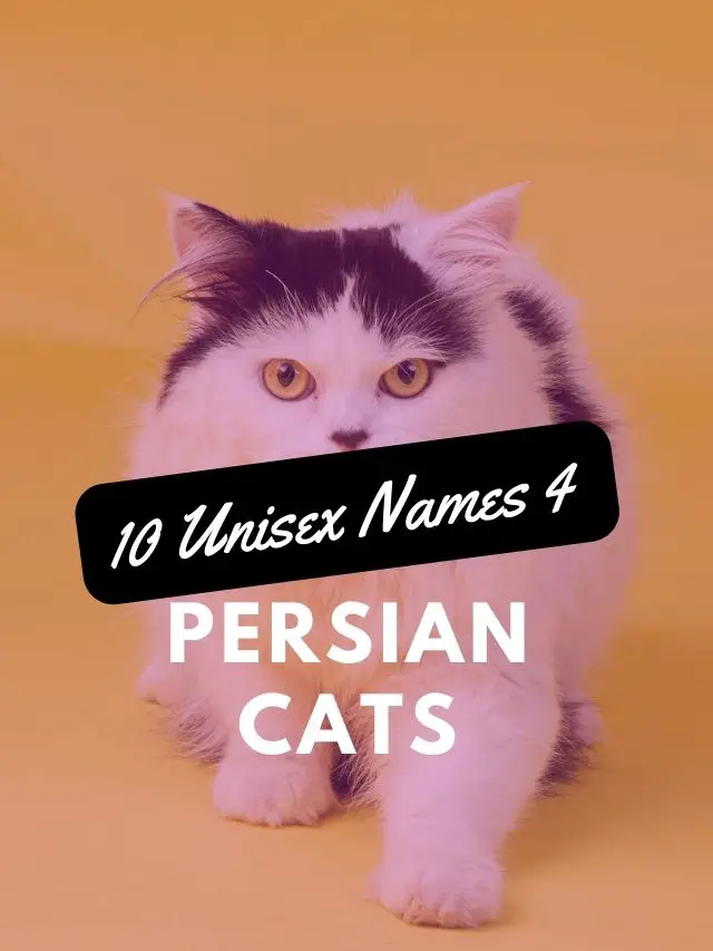 10 Persian Cat Names Unisex