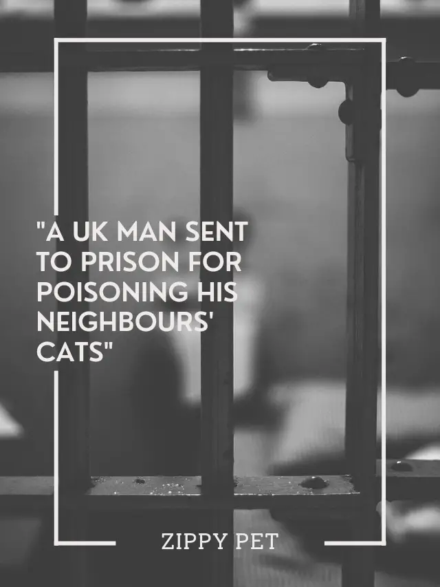 A Wales Man Sent to Jail  for Poisoning  Cats
