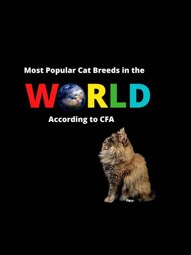 Most Popular Cat Breeds in the World