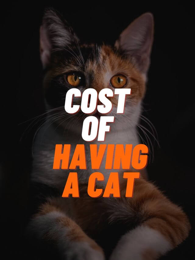 Cost of Having a Cat