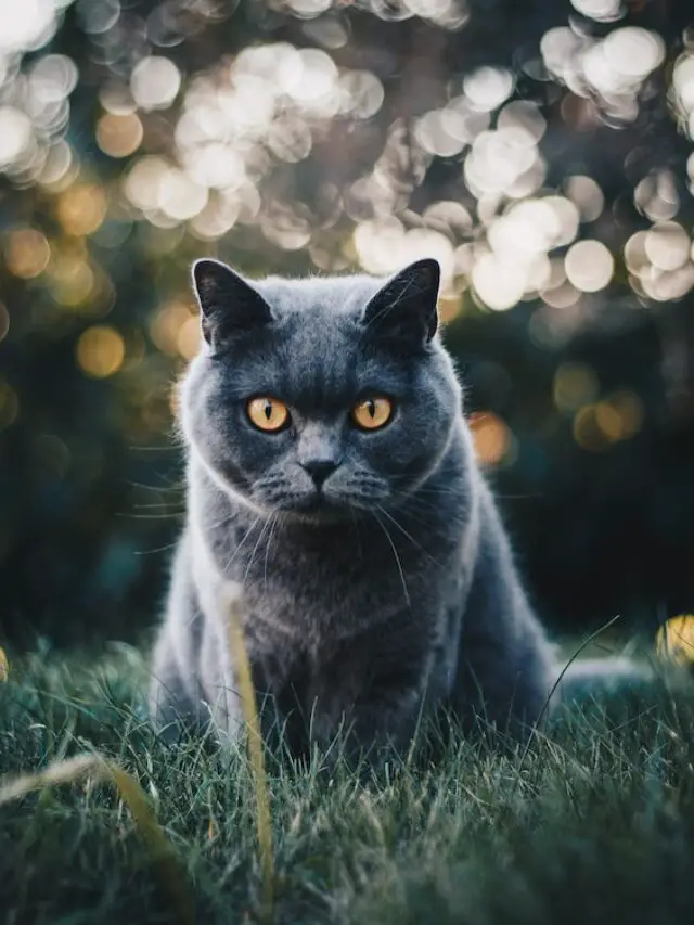 How Long Do Outdoor Cats Live?