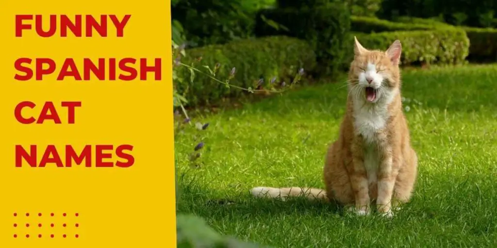 This is the header image fot Funny Spanish Cat Names