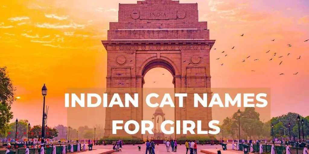 Indian cat names for girls header image