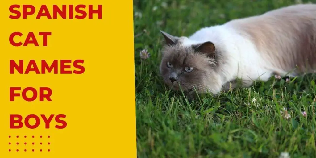 Spanish cat names for male cats header image