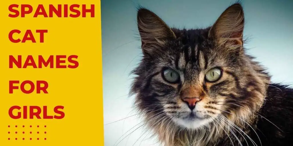This is the header image for Spanish cat names for girls 