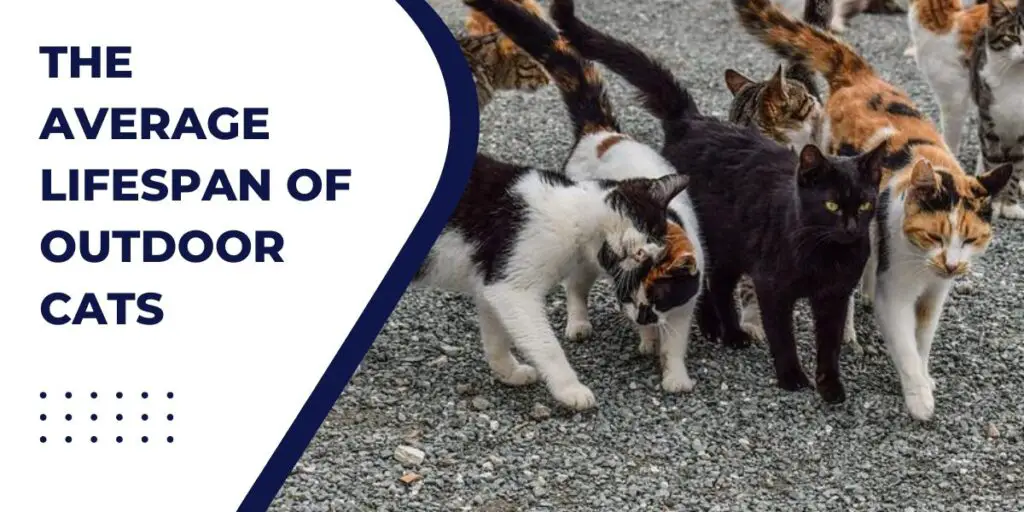 Header image for the section avaerage lifespan of outdoor cats.This image shows  stray cats on the road
