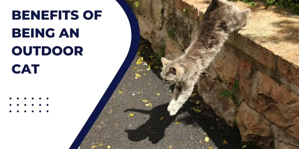 benefits of being an outdoor cat. this image shows a stray cat jumping from the wall
