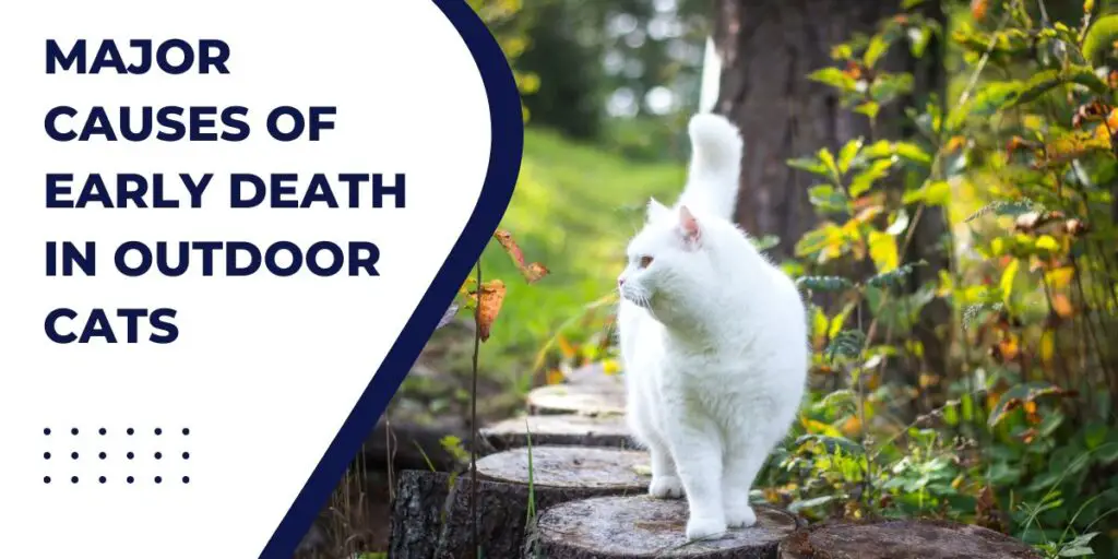 header image for major causes  of death in outdoor cats. this image shows a white  cat outdoors