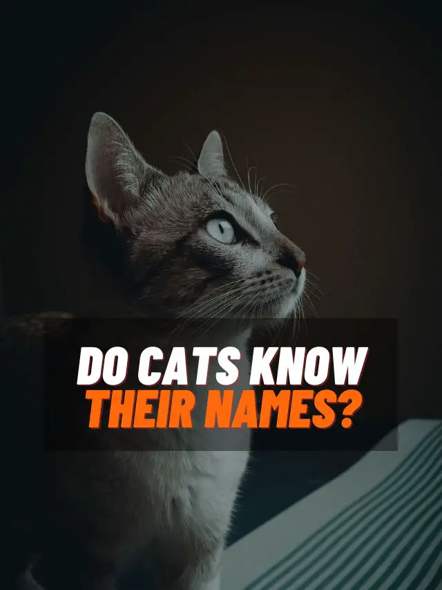 Do Cats Know Their Names?