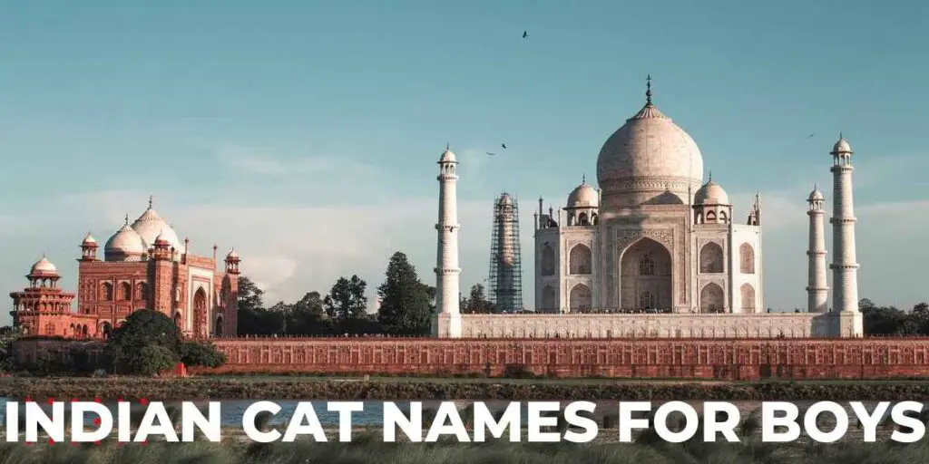 Indian cat names for boys header image