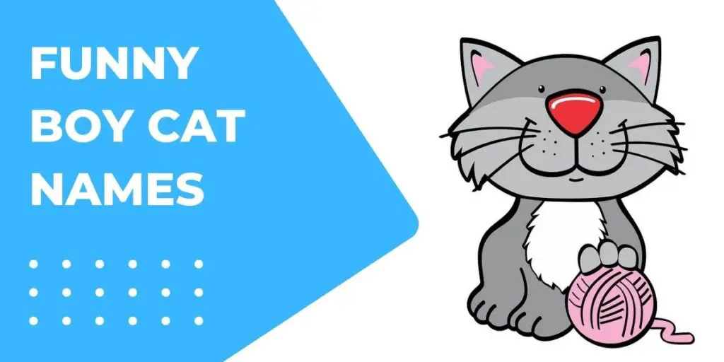 This is a header image for Funny boy cat names showing a vector graphic of grey cat smiling and playing with a wool roll