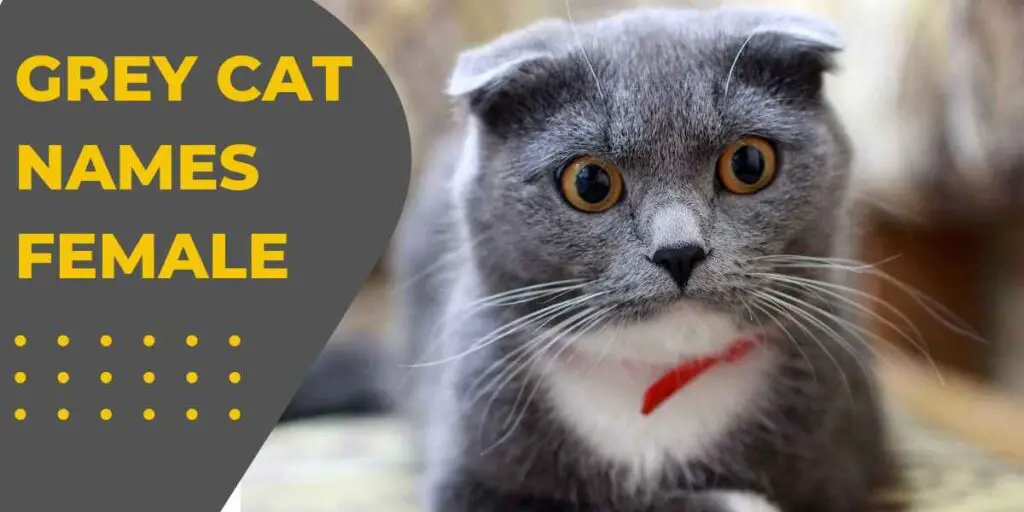 This is a header image for Grey cat names female showing  a grey and white cat