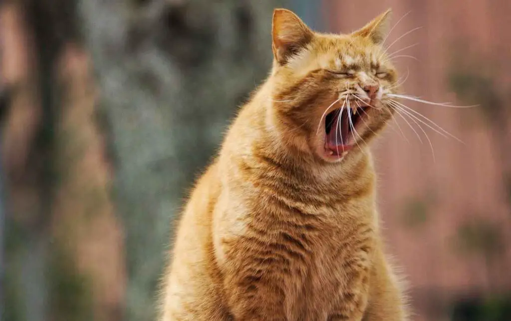 Orange male cat yawning 