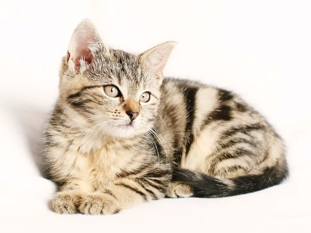 This is the image of cream and black domestic shorthair tabby kitten