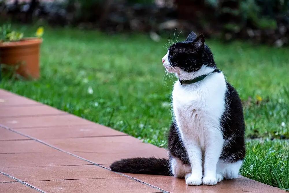 a black and white cat wearing a cat collar sitting in a pathway in a garden 