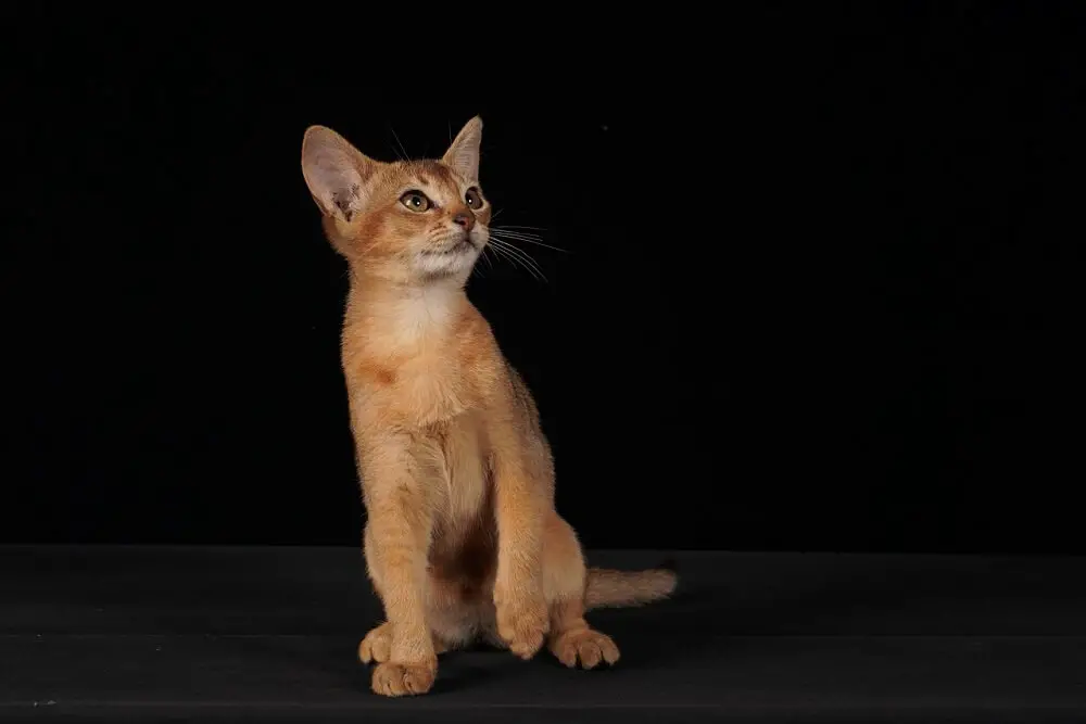 An Abyssinian cat with black background
