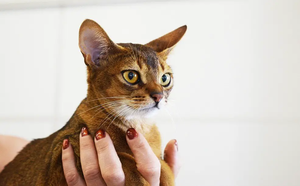 An abyssinian cat in the palm of a woman 