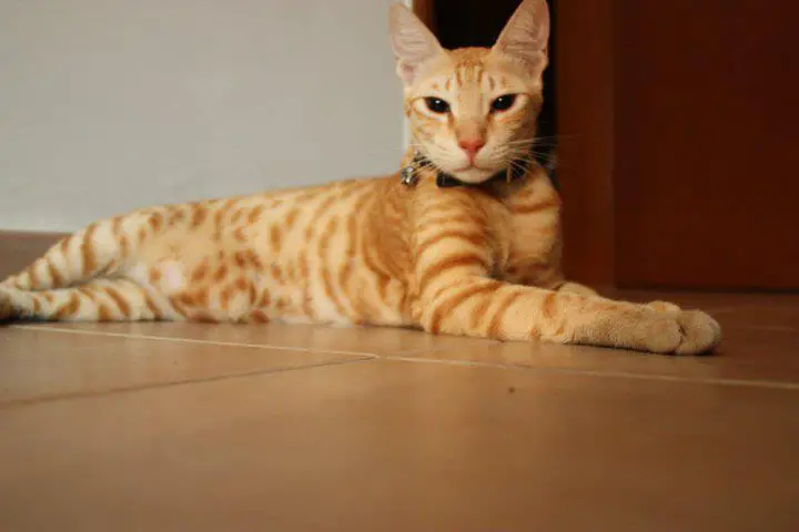 Arabian Mau cat