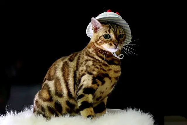 A bengal cat sitting on a fluffy bed