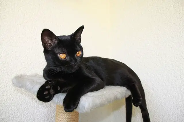 A Bombay cat perching on a cat tree