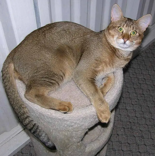 Chausie Cat lying on a cat tree
