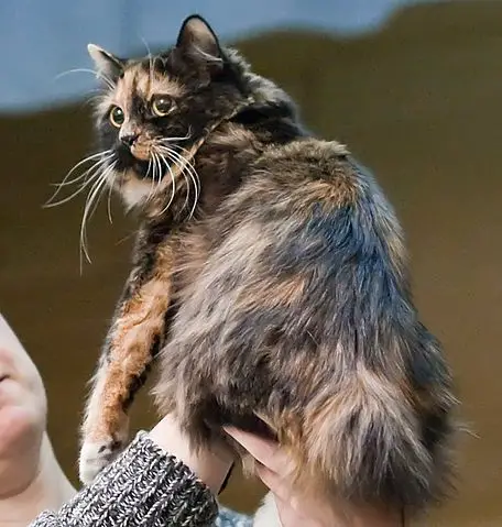 Cymric  Cat in a Human's hand