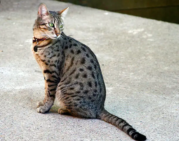 Egyptian Mau Cat