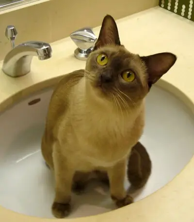 European Burmese Cat Sitting in a Wash Basin