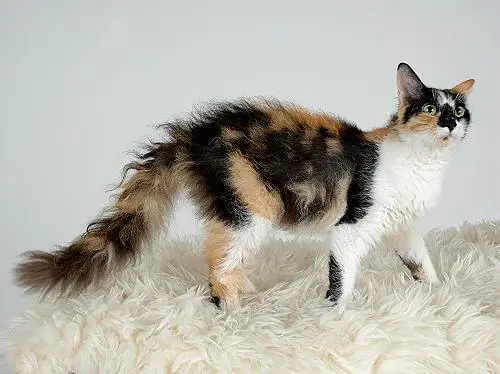 LaPerm Cat Standing on a Matress