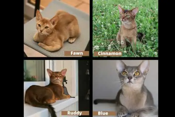This image shows the four colours found in an Abyssinian cat breed