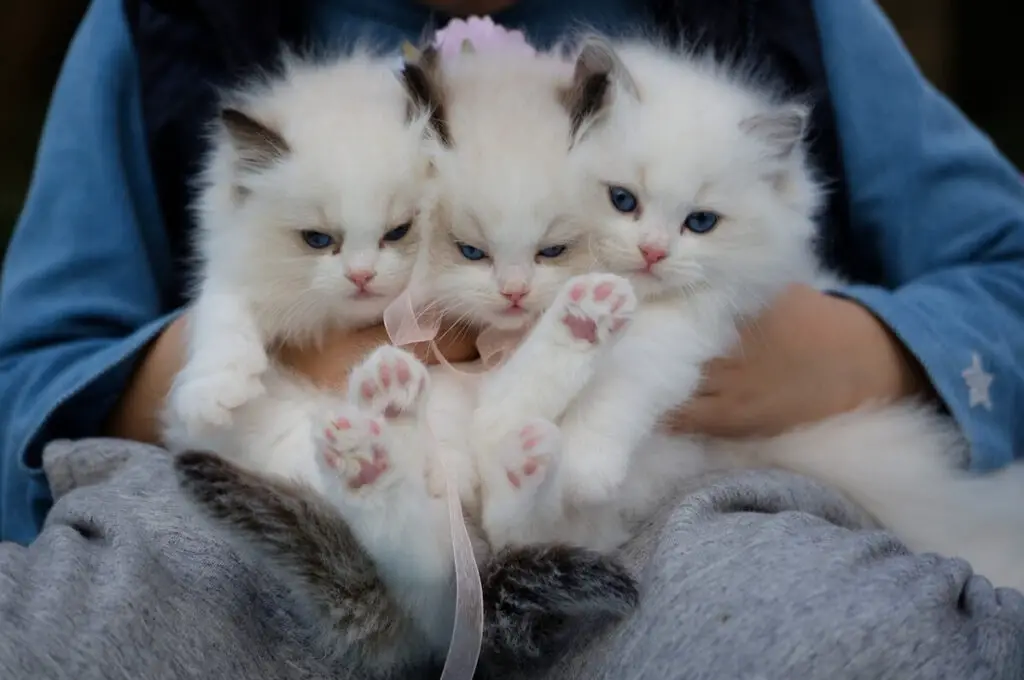 Three ragdoll kittens are sitting in woman's lap