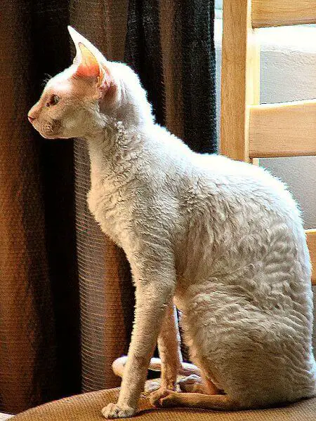 White Cornish Rex Cat 