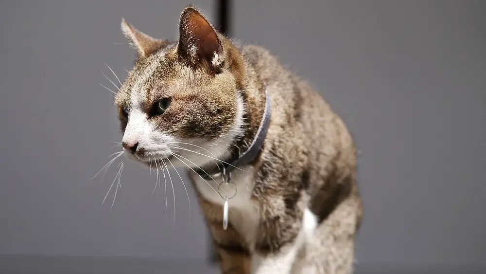 a brown and white bicolour cat wearing a collar with  a name tag
