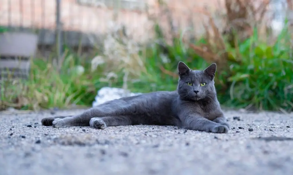 grey cat looking into the camera by sitting on the ground