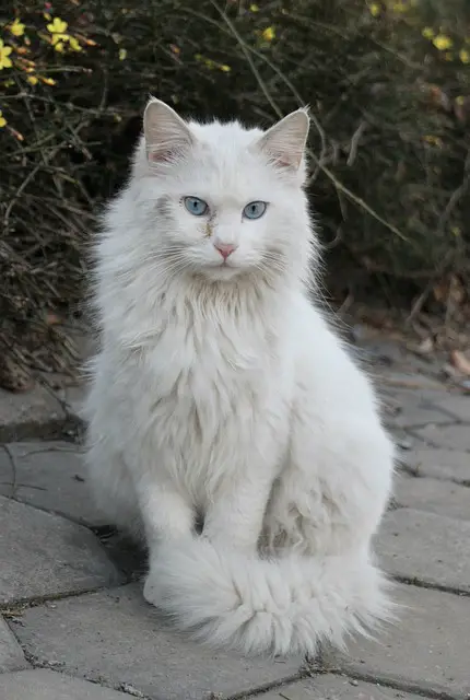 turkish-angora-cat breed
