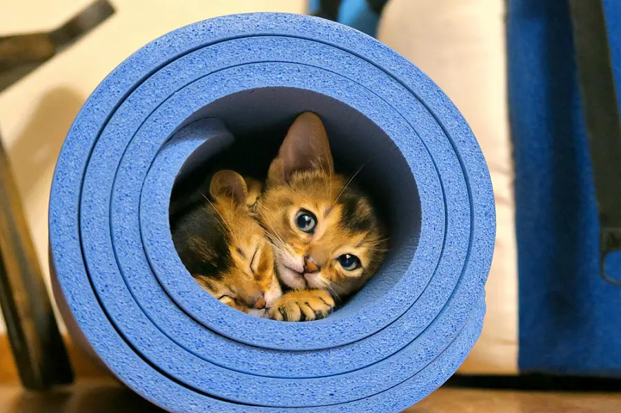 two abyssinian kittens are lying in a foam roll