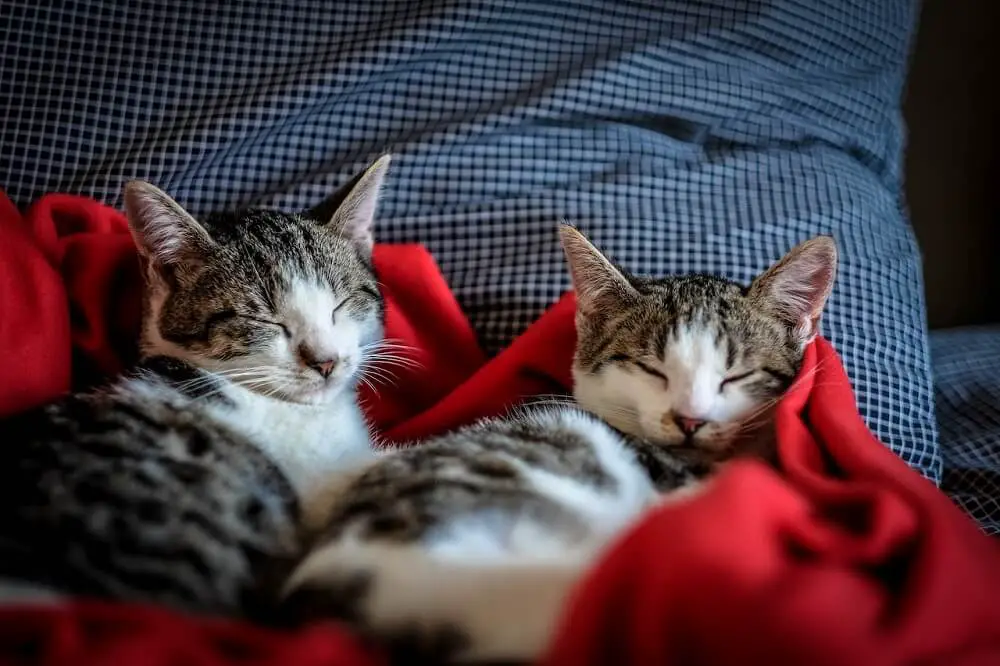 two tabby and white domestic shorthaired kittens sleeping on a bed